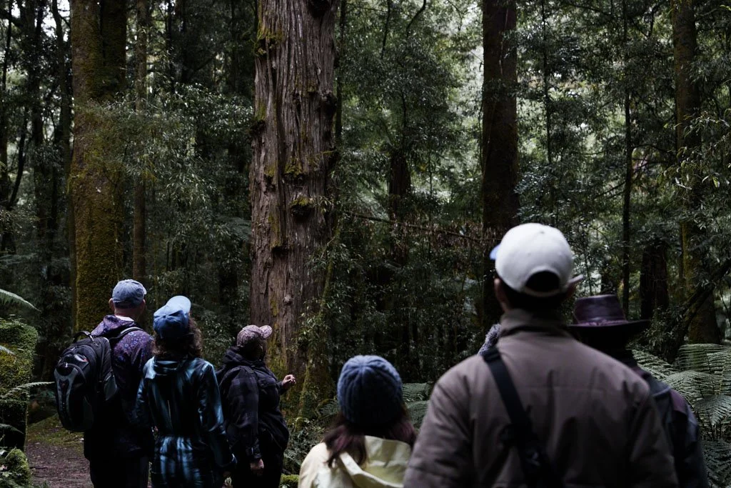 A guide points to a tree in a native new zealand forest, while visitors look on