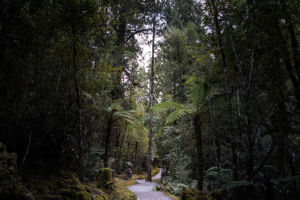 A path leads through a dark forest full of tree ferns at Fox Glacier