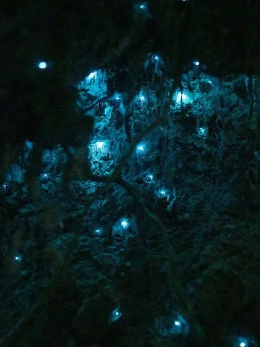 Waitomo glow worms