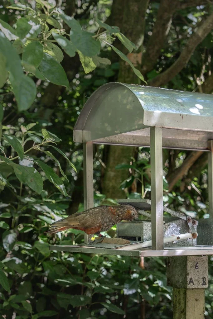 A kaka operates a foot pedal at a feeding station in Zealandia in Wellington