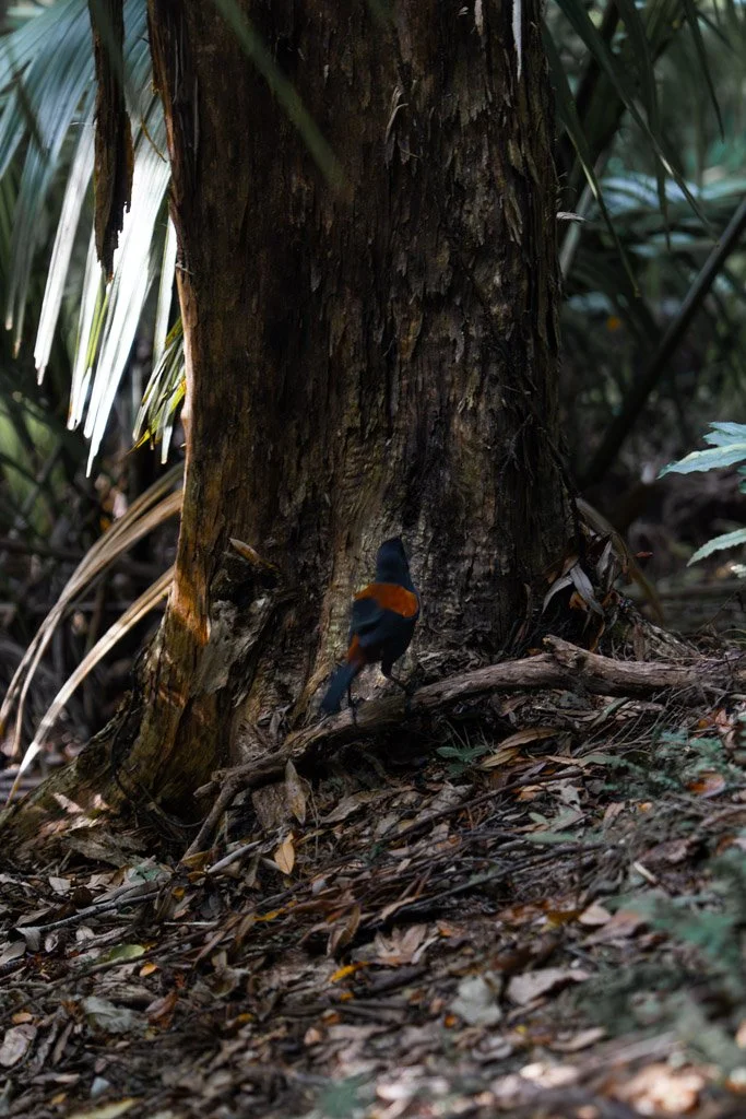 A saddleback bird perches on a twig