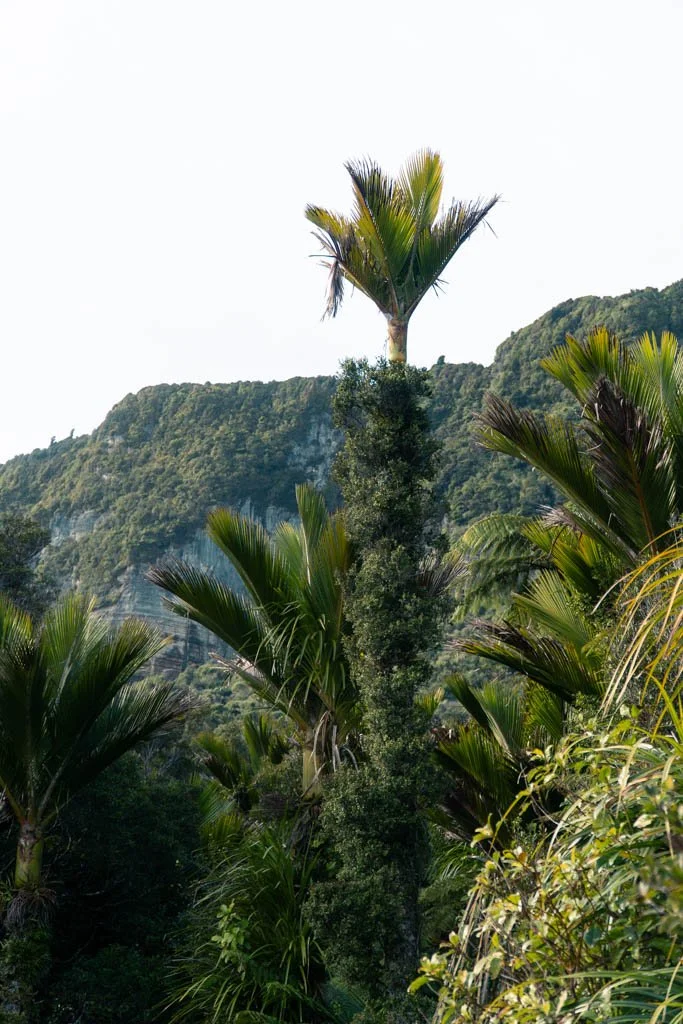 Nikau trees in front of limestone cliffs in Punakaiki