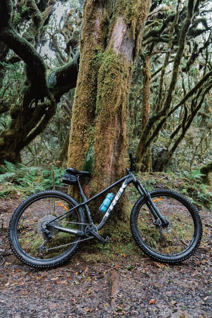 A mountain bike leans against a mossy tree trunk