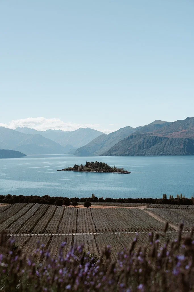 A view of lavender, rows of vines and Lake Wanaka in the distance