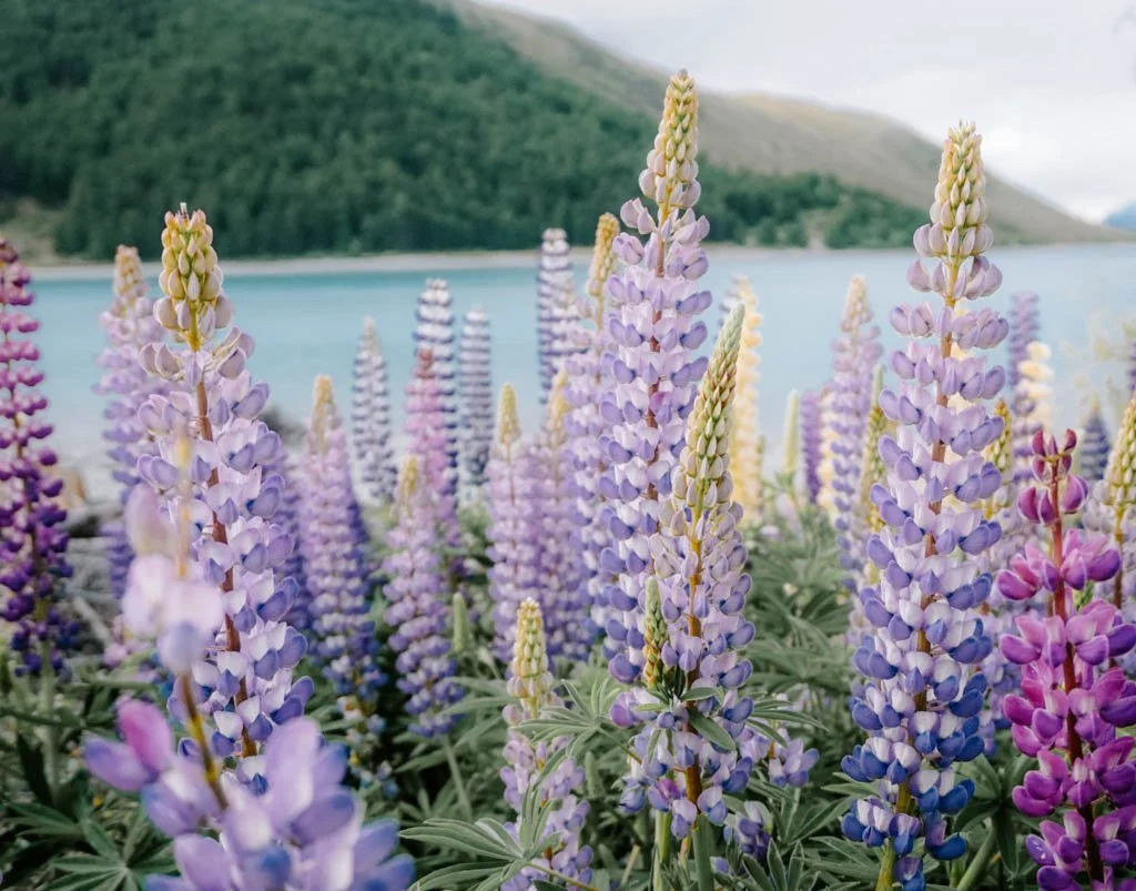 Purple lupins bloom along the shore of Lake Tekapo