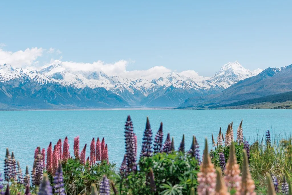 Lupin flowers in front of the bright blue Lake Pukaki and Mount Cook in the background