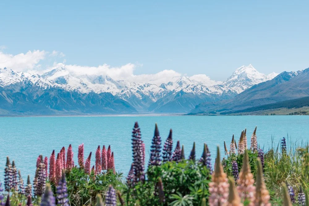The Best Time Of Year To Visit New Zealand — PETRINA DARRAH