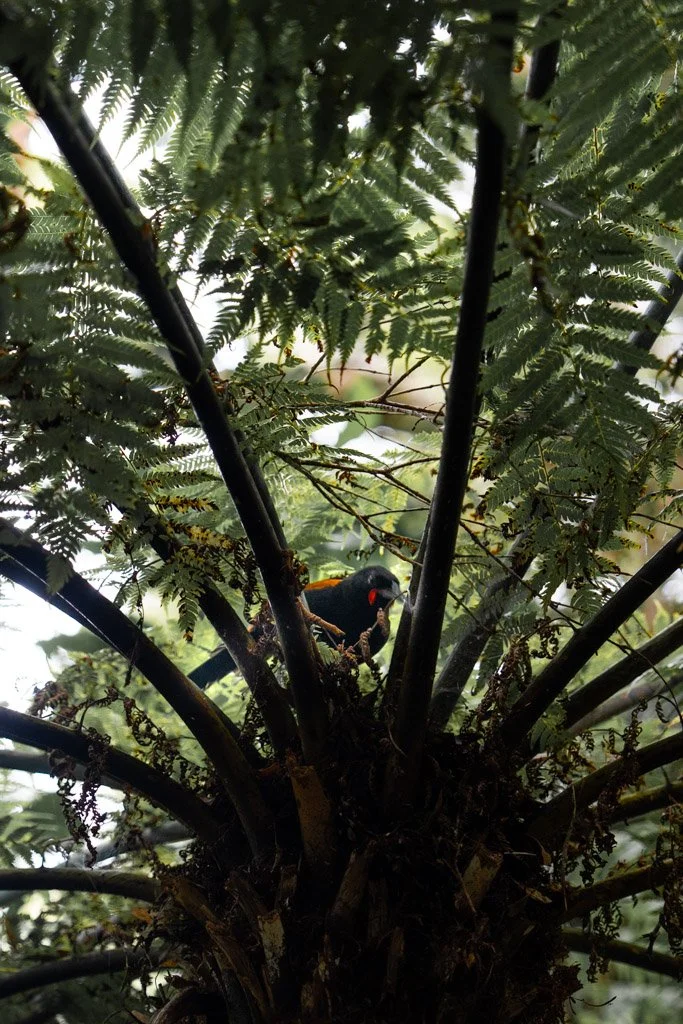 A saddleback bird looks down from between leaves in a tree on Kapiti Island