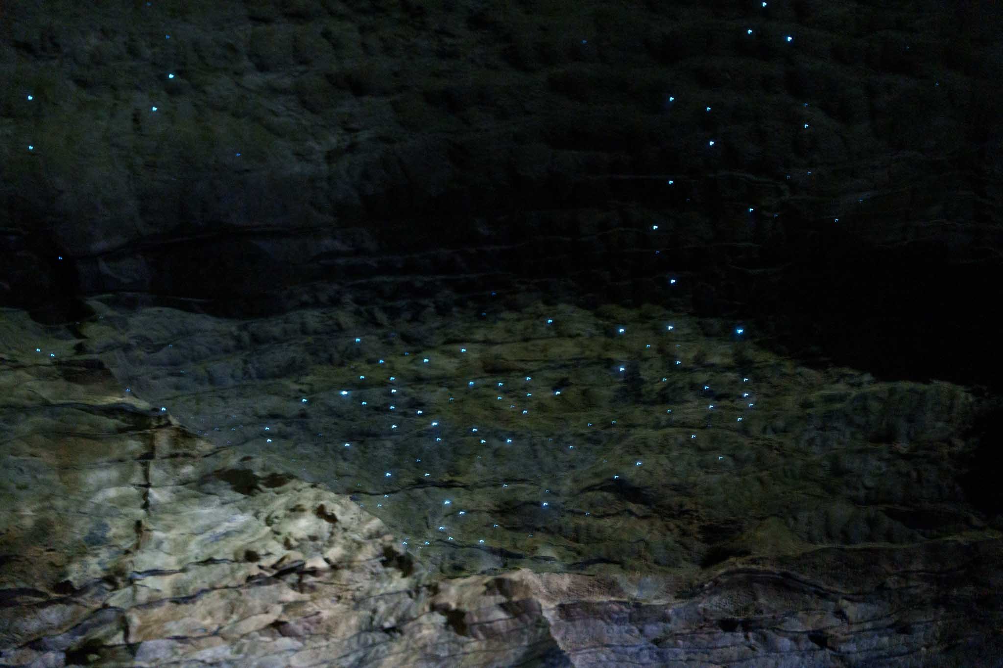 Glow worms in Ruakuri Cave
