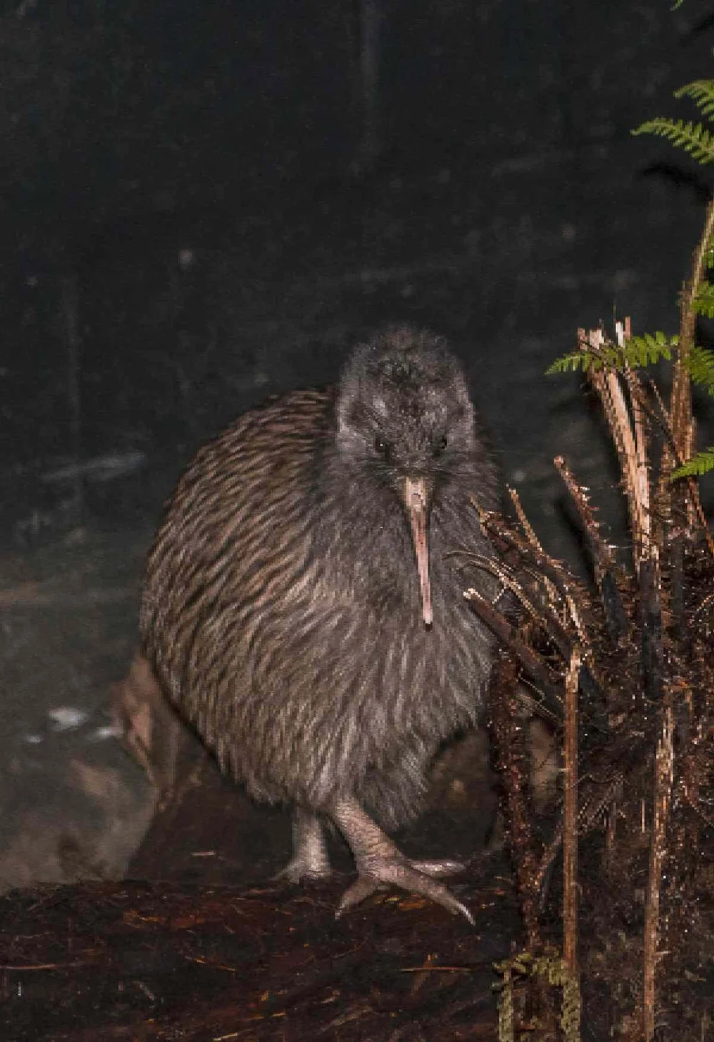 Why are New Zealanders called Kiwis? — PETRINA DARRAH