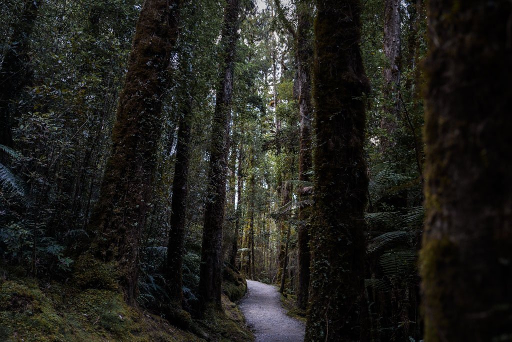 A path leads through a dark forest full of tree ferns at Fox Glacier