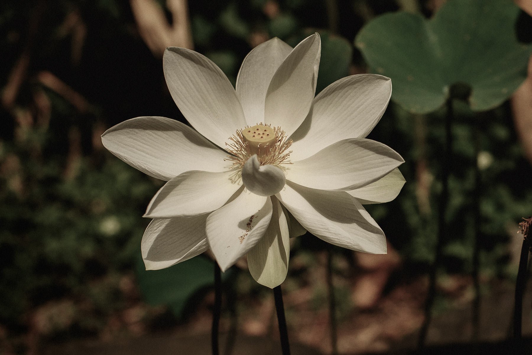  Lotus flower in bloom 