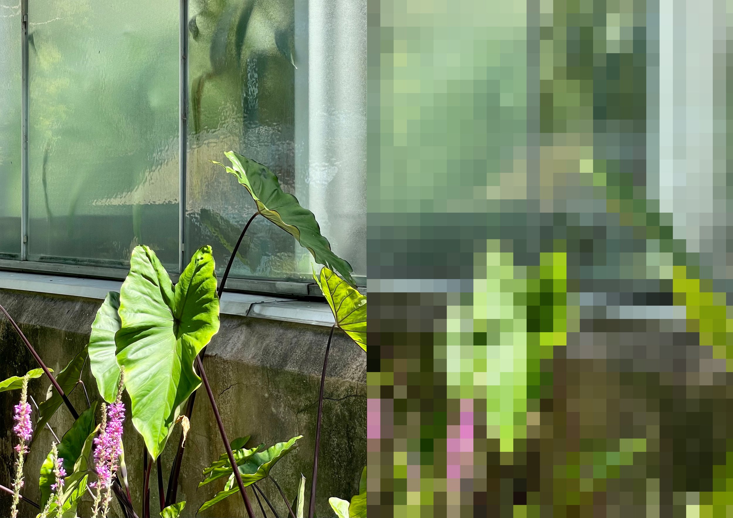 Greenhouse window with large green leaves and pink flowers outside.