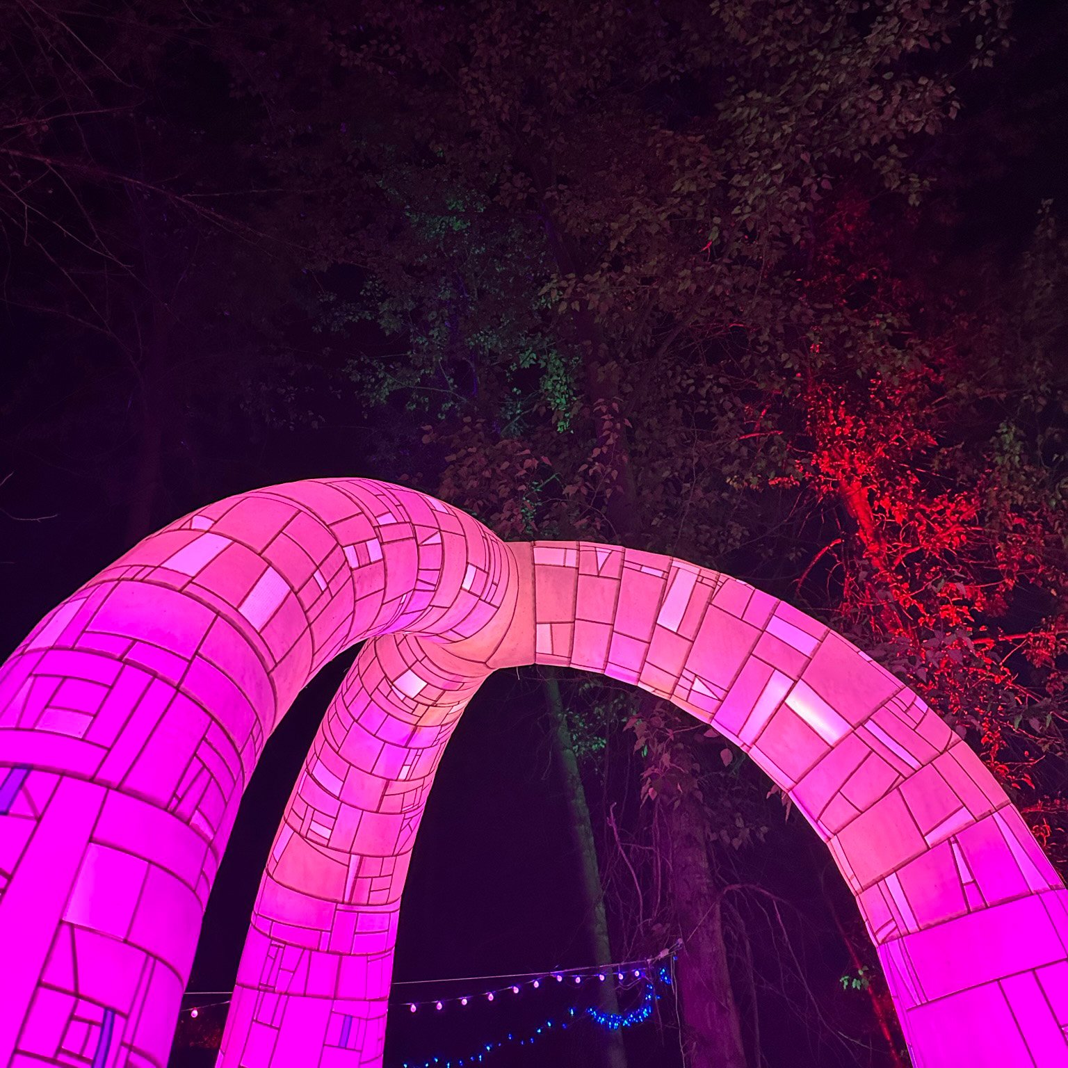 BLOSSOMS AFTER DARK