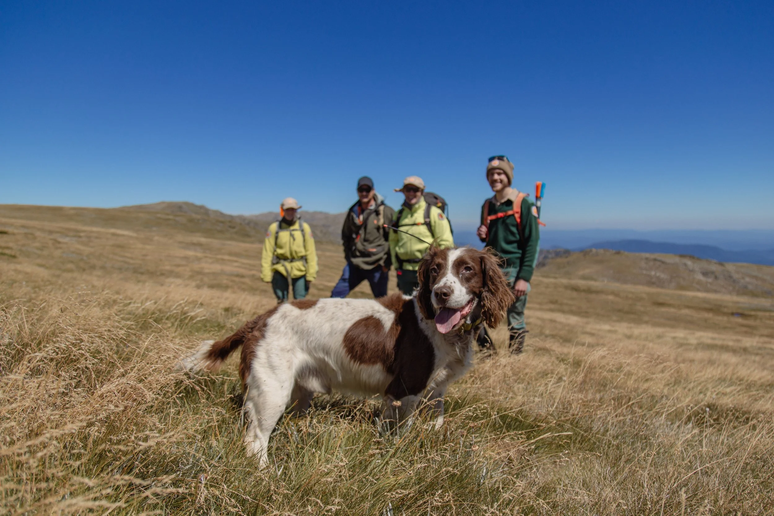 A group of four hikers and a dog on a grassy mountain trail under a clear blue sky.