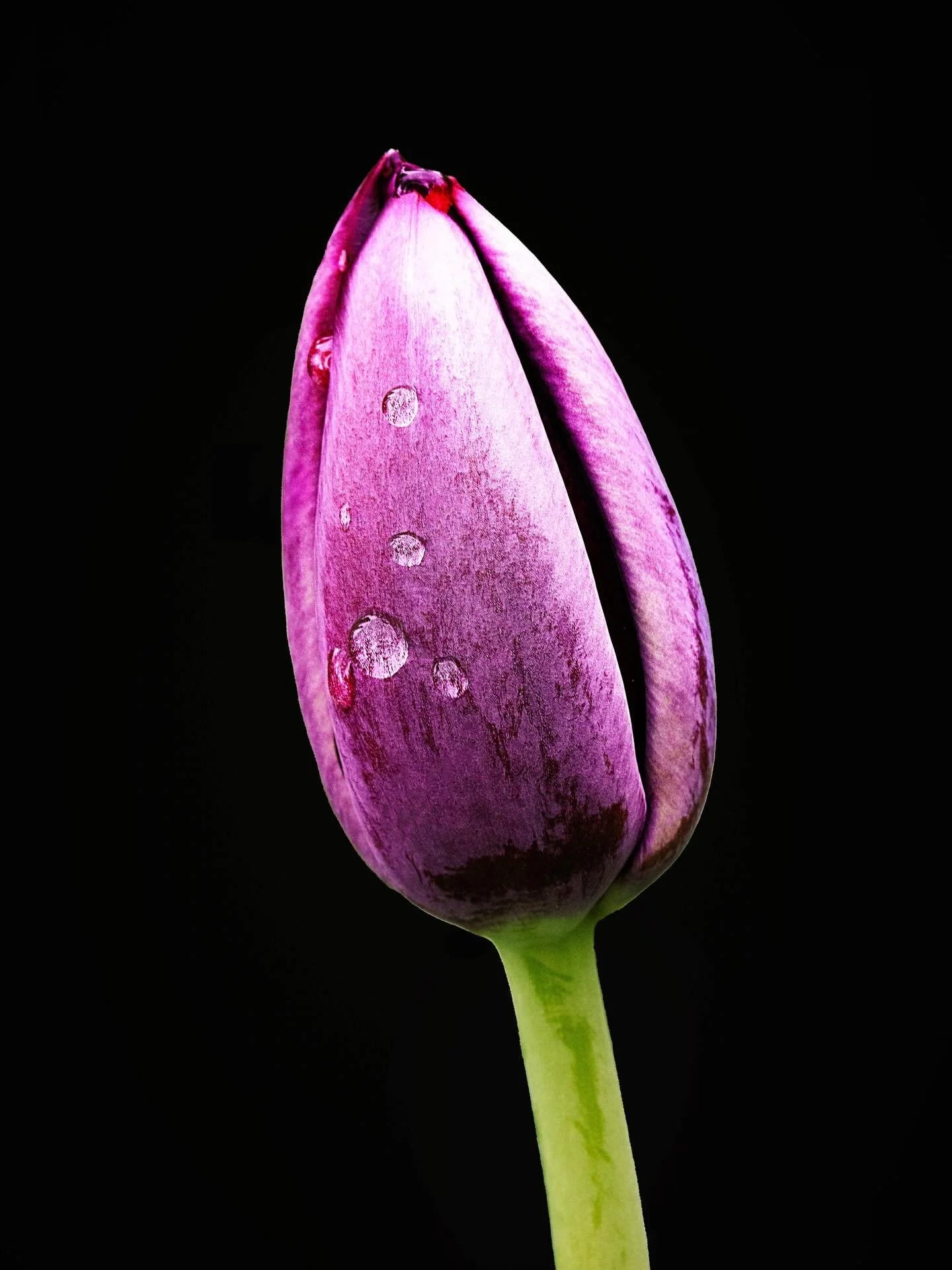 They see the chaos.
.
.
.
.
.
#fineartphotography #tulips #colorpsychology