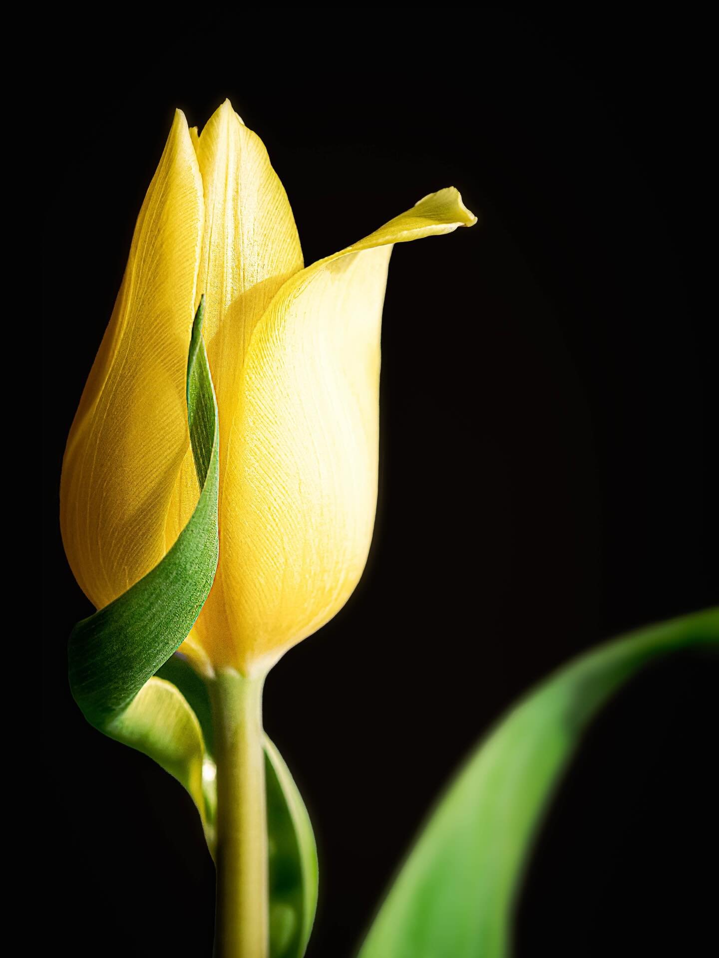 They miss the calm.
.
.
.
.
.
#fineartphotography #tulips #colorpsychology