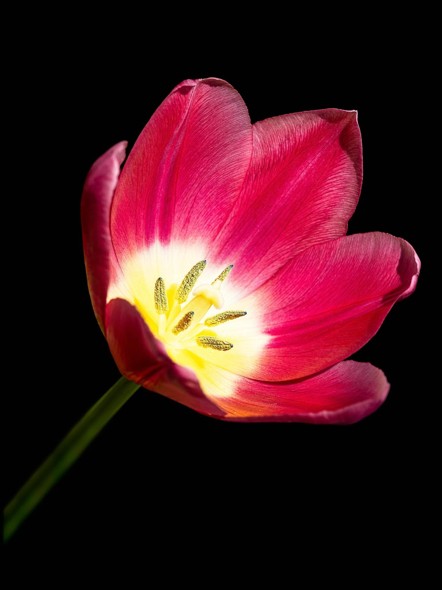 They feel the passion.
.
.
.
.
.
#fineartphotography #tulips #colorpsychology