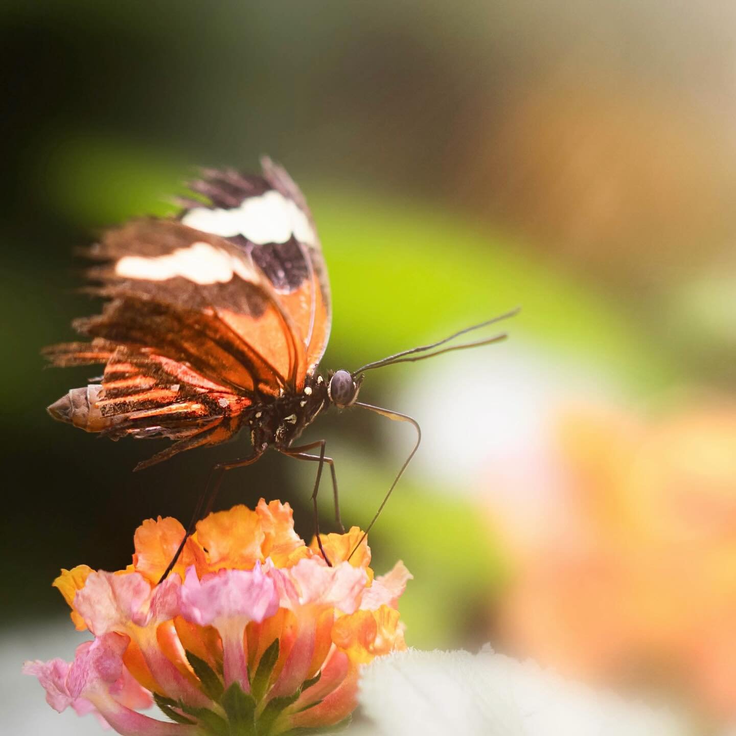 You can&rsquo;t outrun the darkness. But when the isolation of the cocoon finally breaks &mdash; you find a pop of color that carries a bit of hope #youarenotalone❤️ #mentalhealthawareness #butterfly