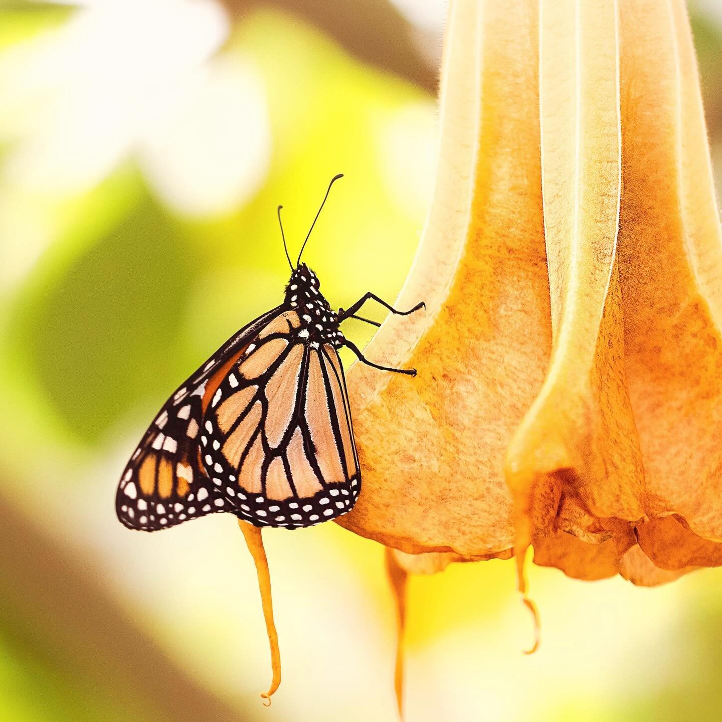 This golden palette reminds me of the warmth of summer&hellip;. is so close I can feel it #monarch #butterfly #warmth #summervibes #brooksidegardensmd