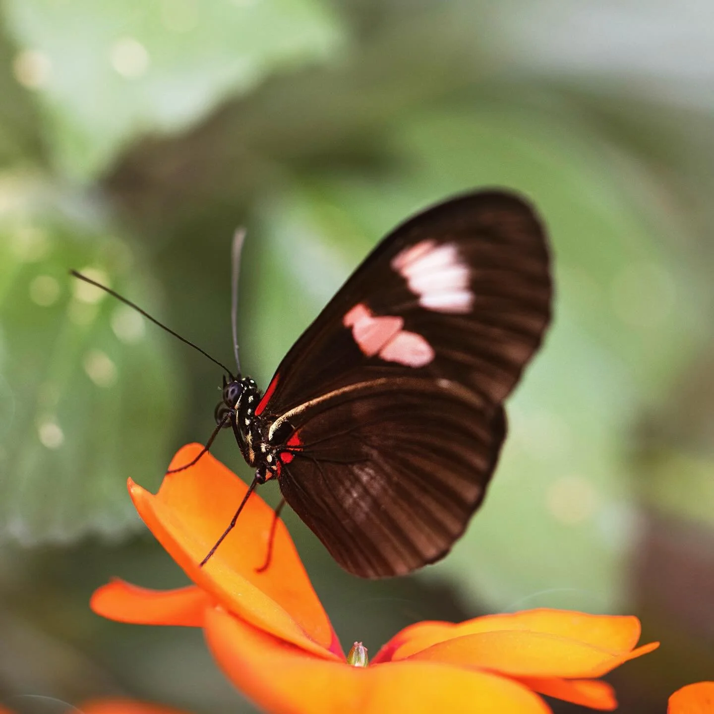 I&rsquo;ve been aching for spring and warmth for months. One of my favorite happy places opens so soon - April 1 the Butterfly Experience at Brookside Gardens. Until then I&rsquo;ll be dropping some of my favorites from last year #butterfly #maryland