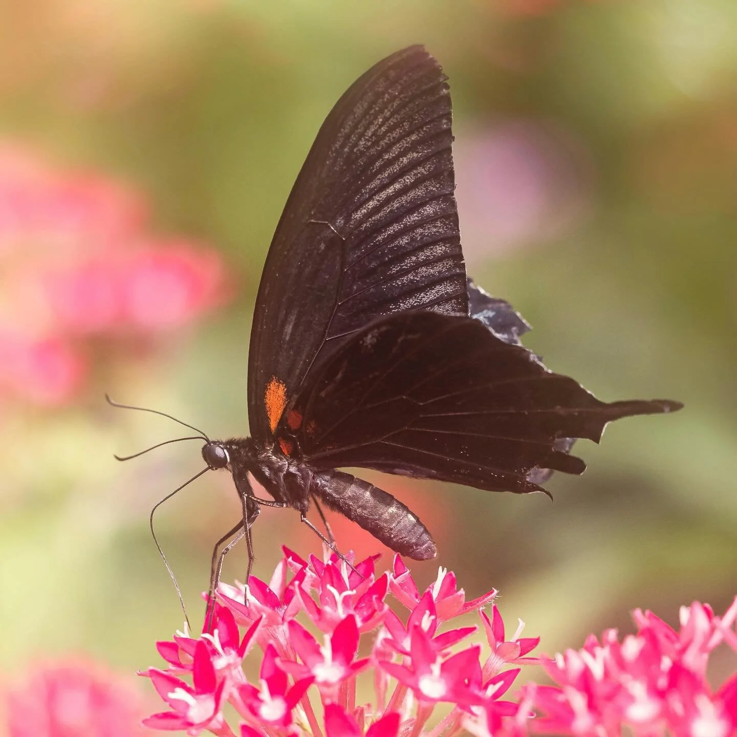 Velvet wings and summer dreams ✨
#butterflyseries #brooksidegardens #canonr5 #mirrorless