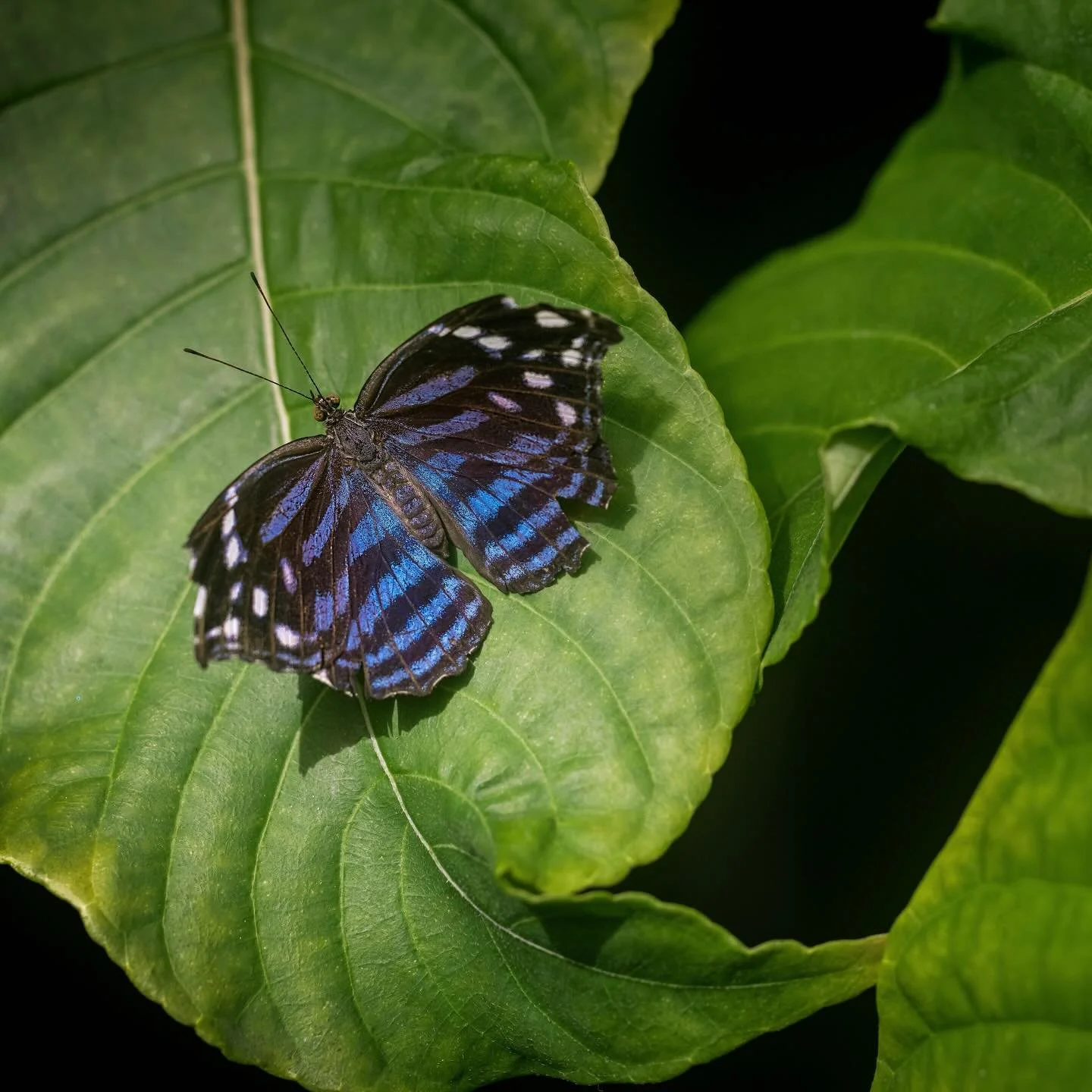 Mesmerized by these textures and this composition. Nature&rsquo;s reminder that the butterfly effect applies to our mental health, too&mdash;one small moment of beauty can shift your entire day.

As I continue the countdown to the Butterfly Experienc