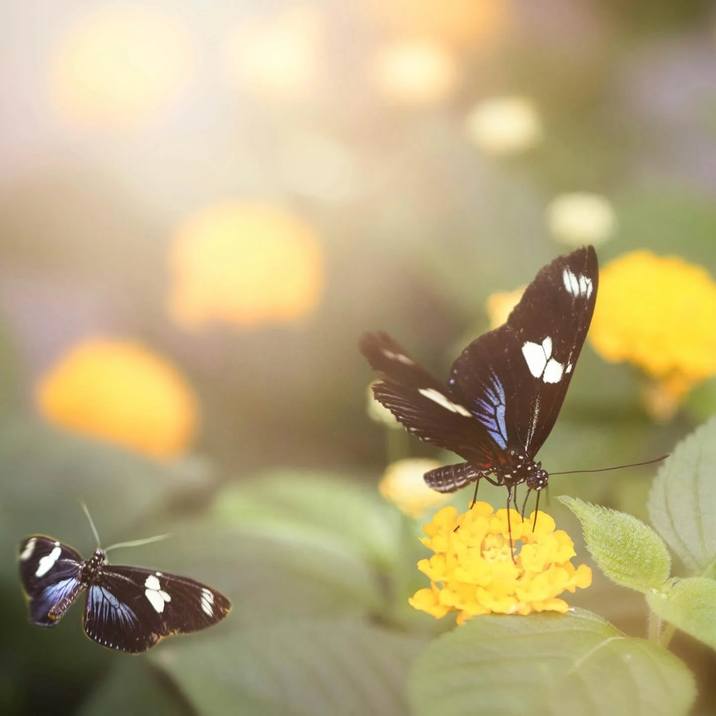 Chasing the warmth, and enjoying the connections we make along the way. #butterfly #bokeh #youarenotalone #naturehealsthesoul❤️