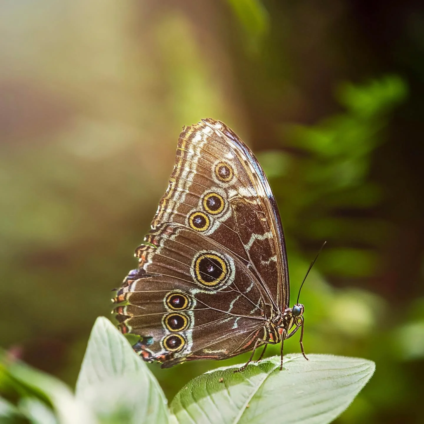 We don&rsquo;t always show our brightest colors. Sometimes we fold our wings and just try to blend in.
Sometimes it&rsquo;s easier to hide from the disappointments you hoped would be different. Even with a hopeless prognosis and a lifetime of regrets