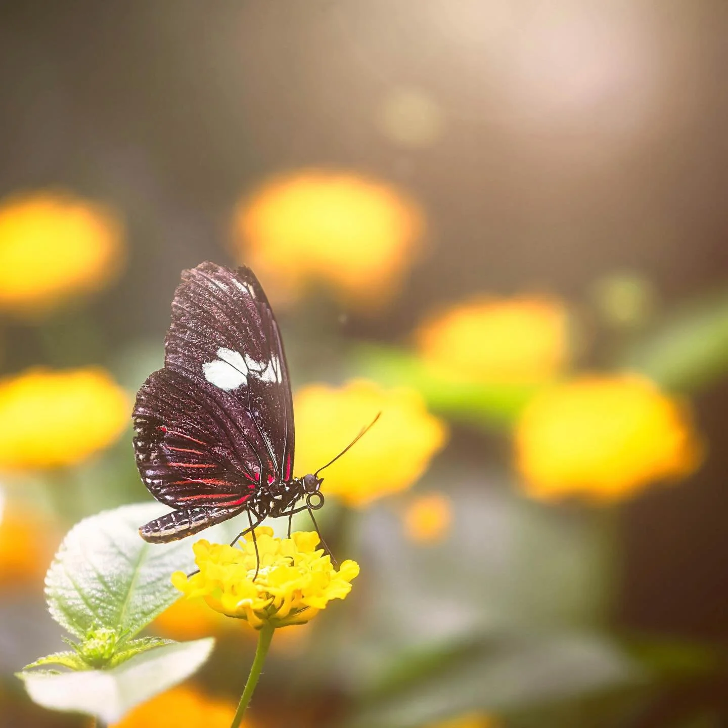 Stop hiding in the shadows, waiting for the weather to change. Choose happiness and find your light.

#butterfly #natureheals #wingsofhope #butterflyeffect #mentalhealthawareness