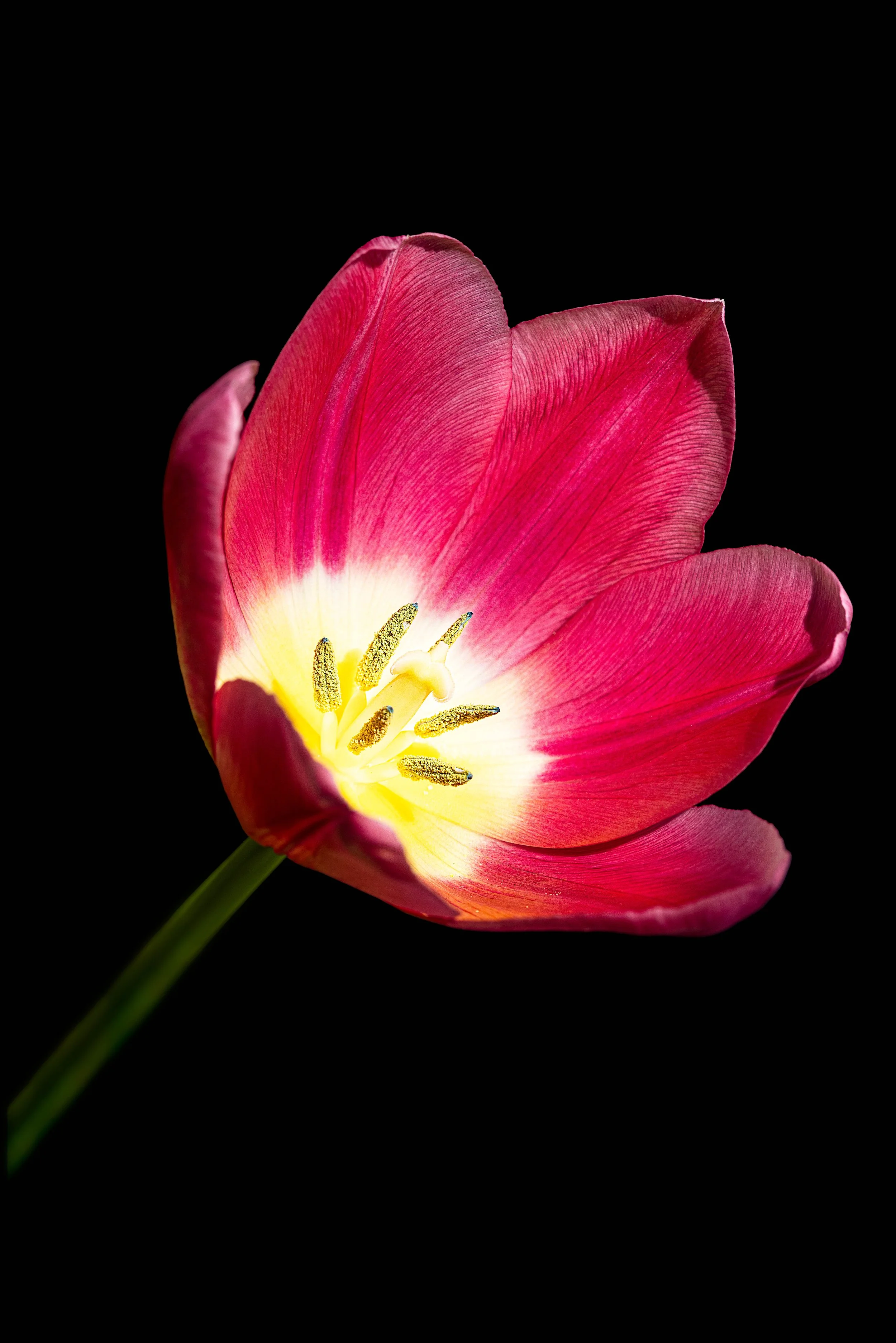 Pink Tulip.jpg