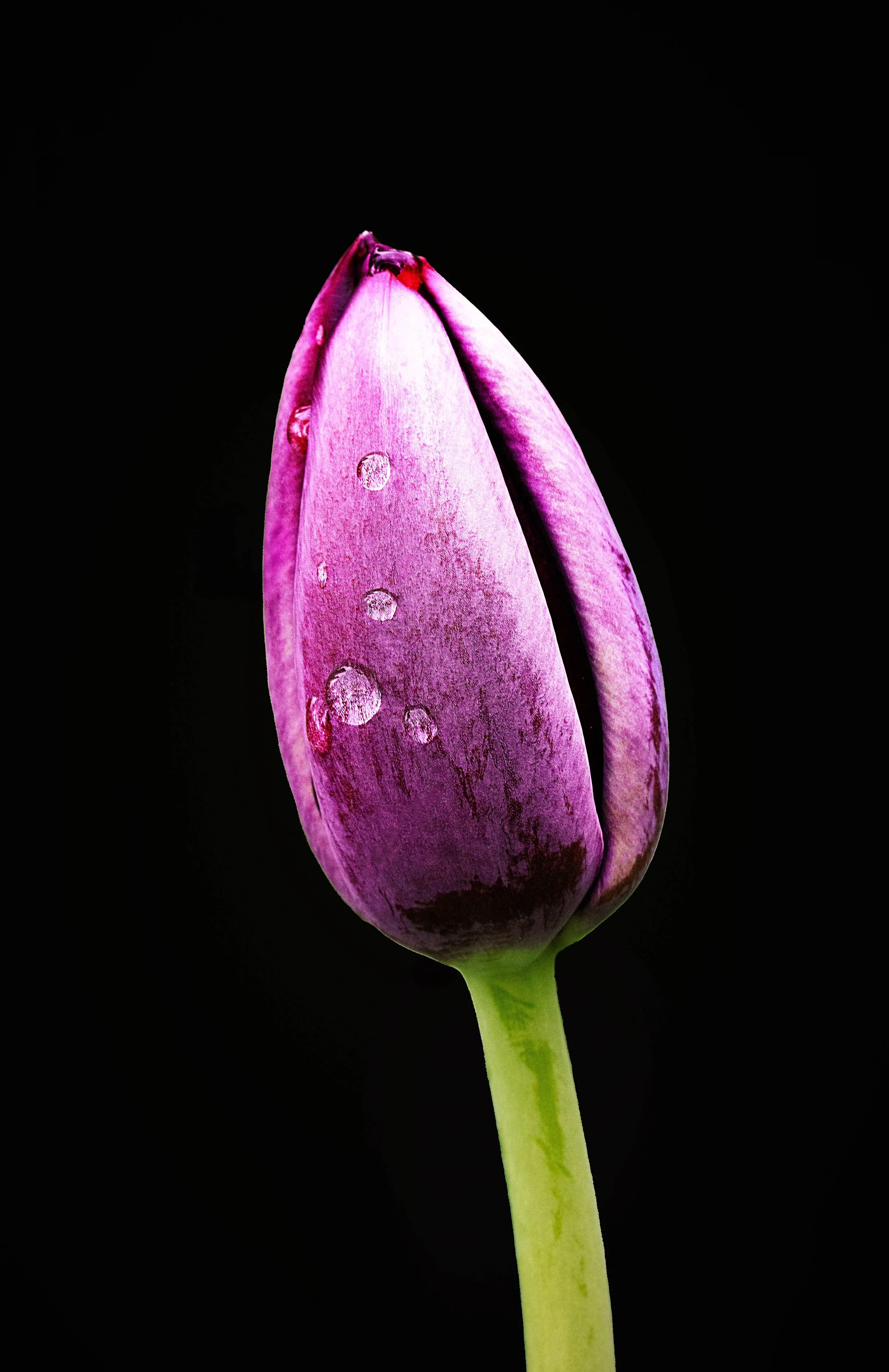 Purple Tulip.jpg