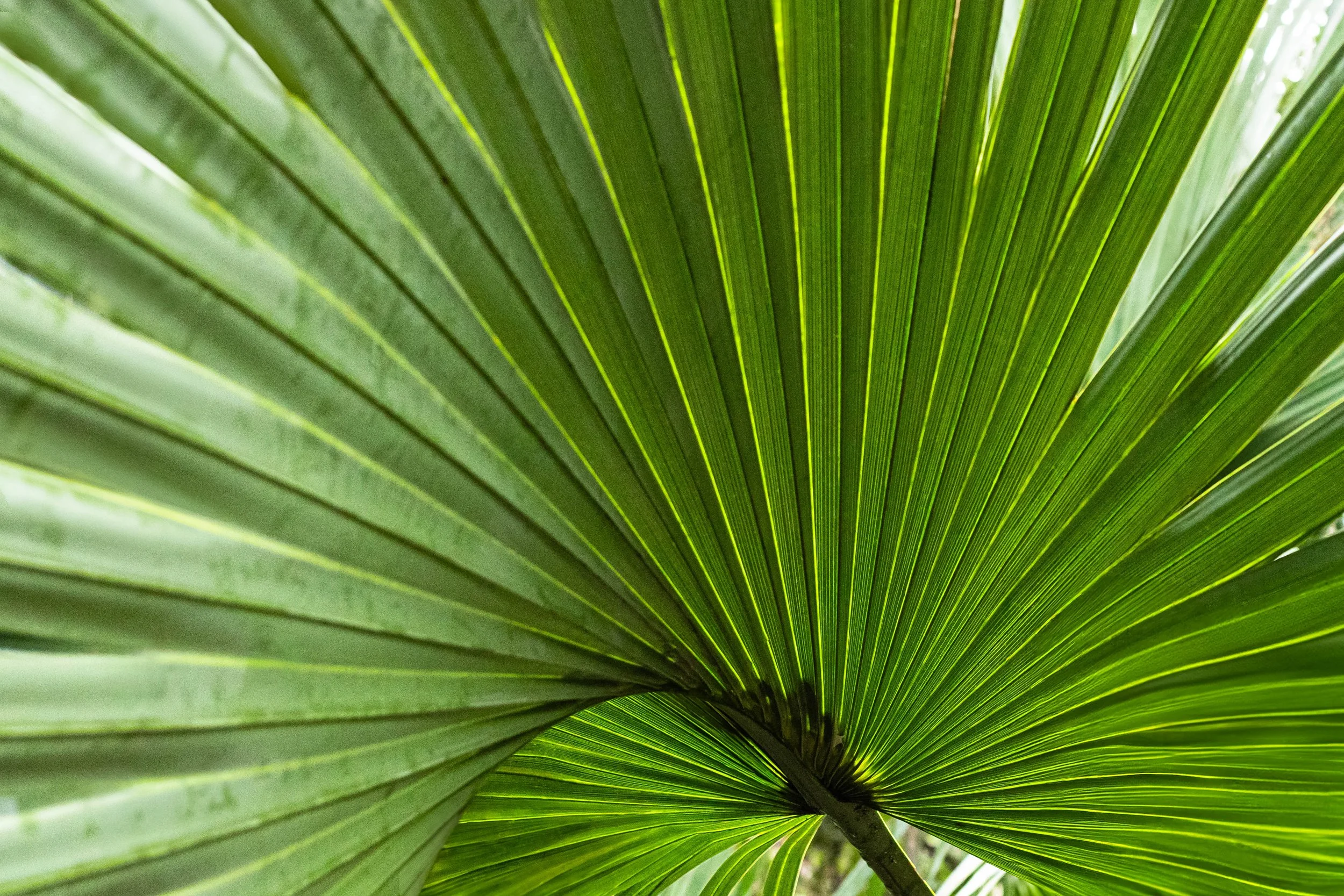 Fan Palm
