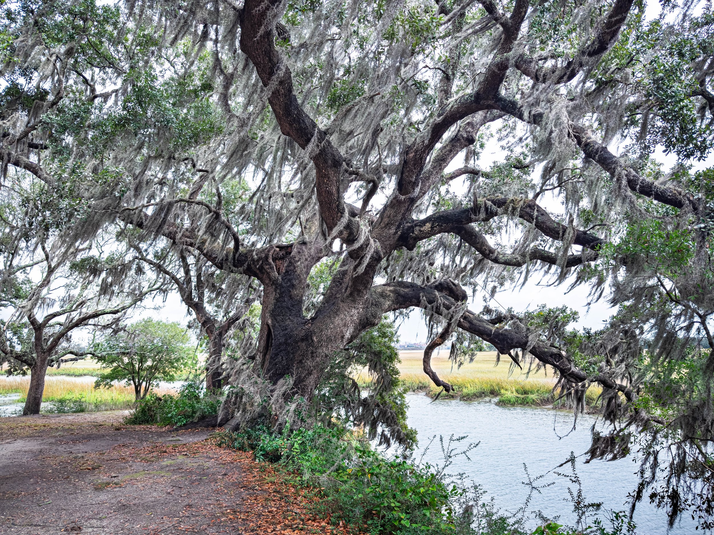 Ashley River Oak