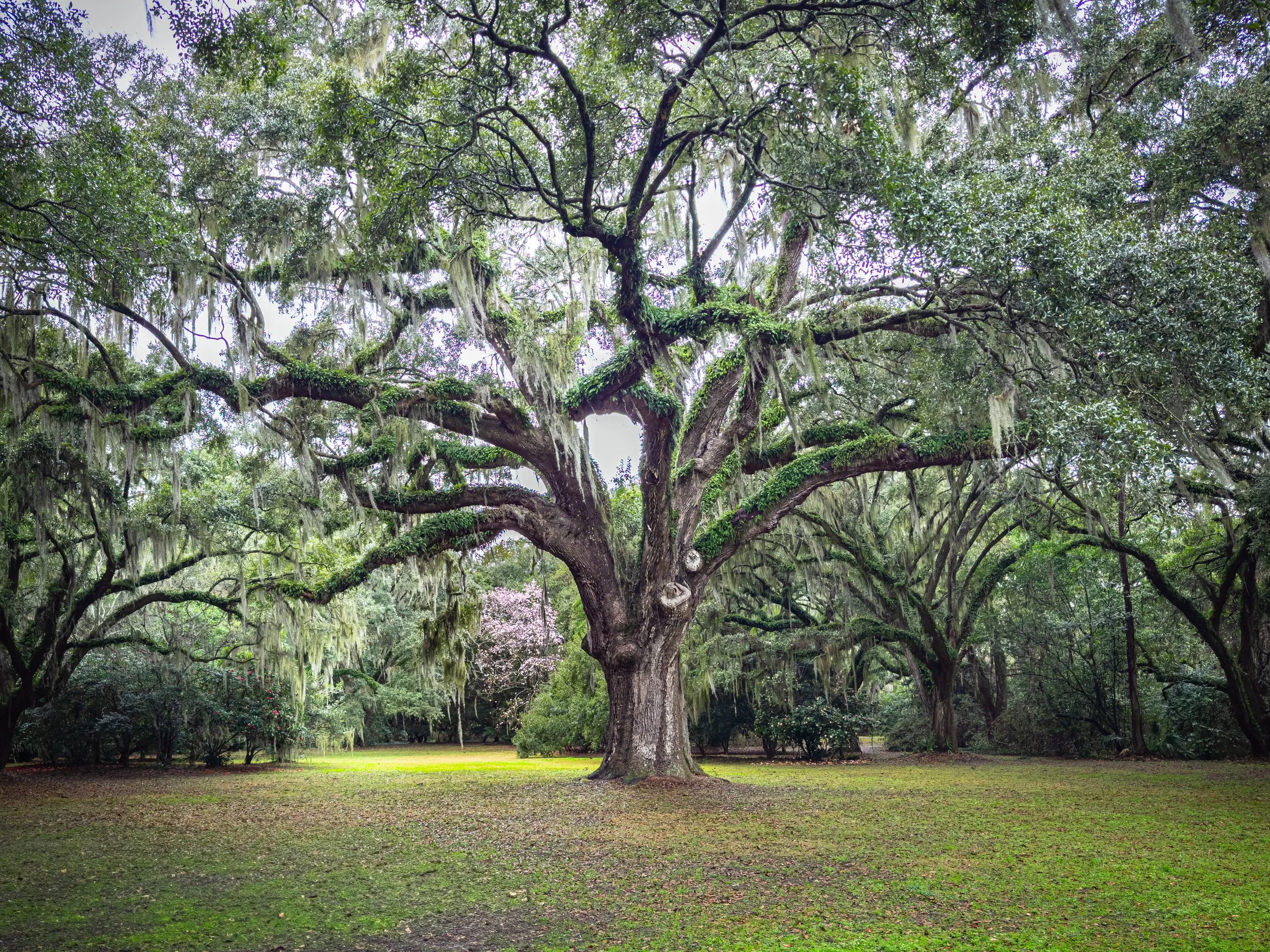 Grand Oak
