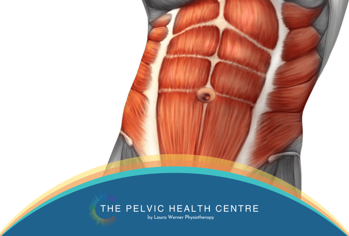 Anatomy — The Learning Centre Your Go To For Pelvic Core Health