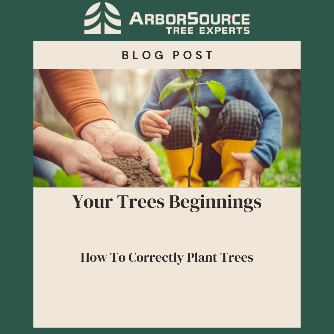 How To Correctly Plant Trees