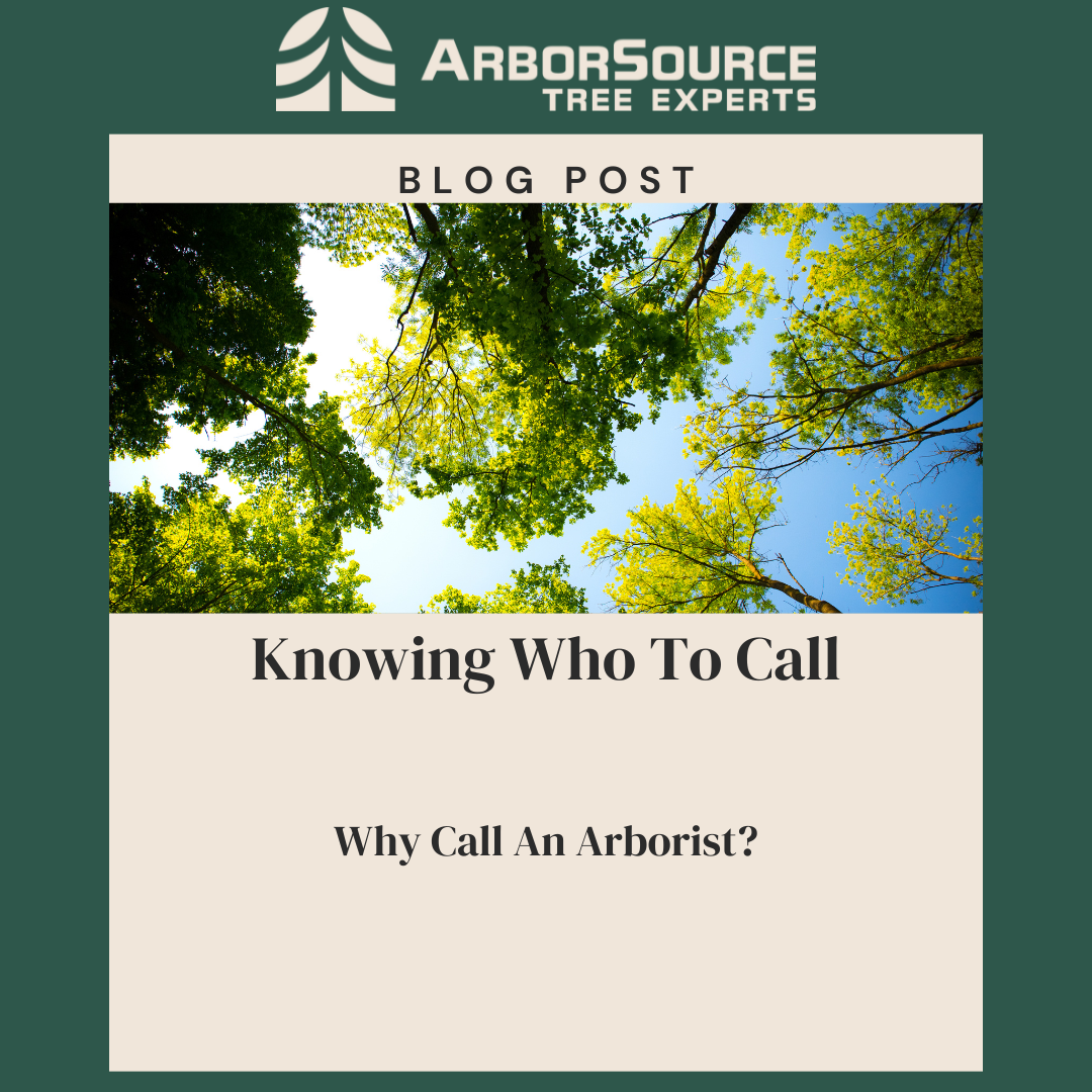 Why Call An Arborist?