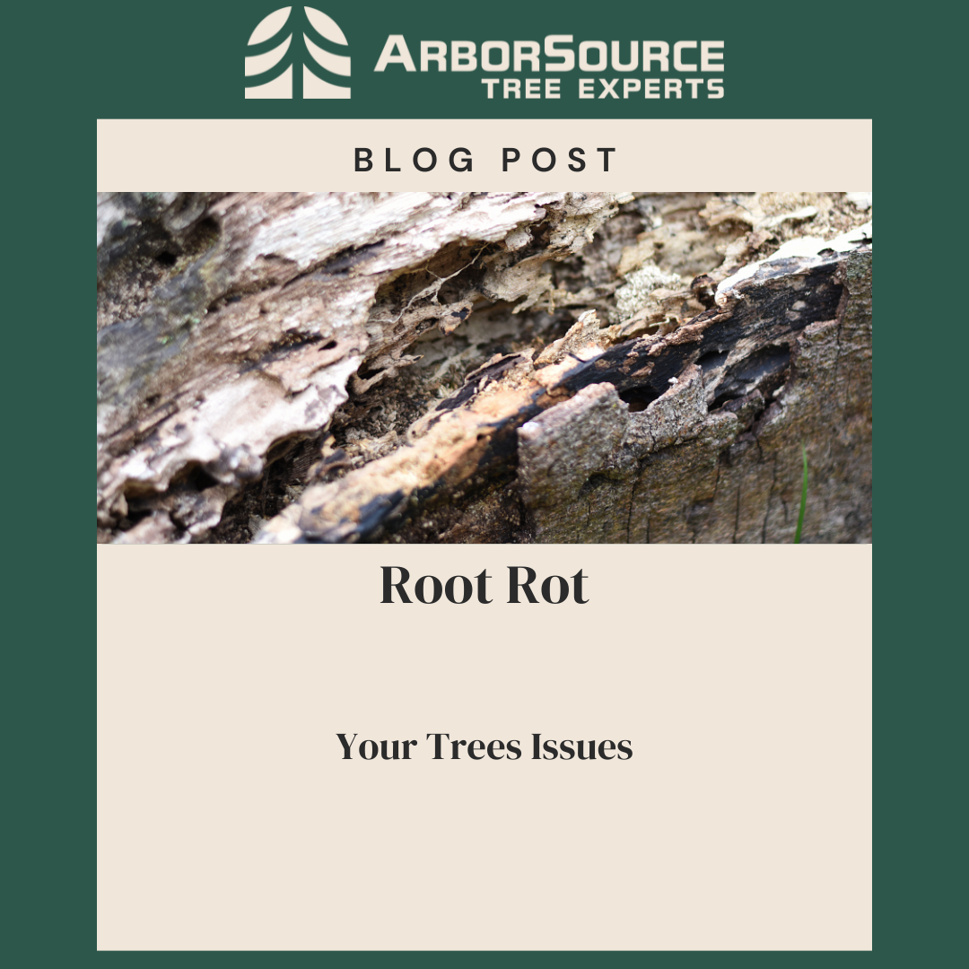 Root Rot