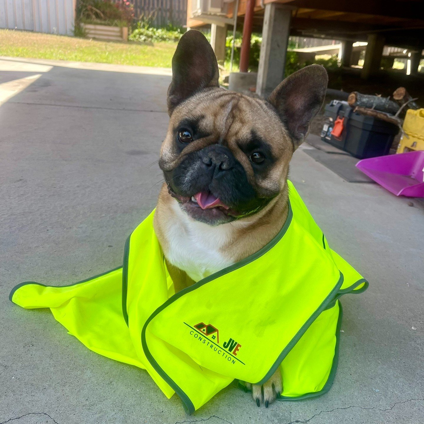 🐾 Meet the furriest member of our team, ready to paws for safety! 🚧🐶 

#brisbanebuilder #doggo #brisbaneproperty #constructionlife #brisbanebusiness #brisbanehomes #brisbane #dogsatwork