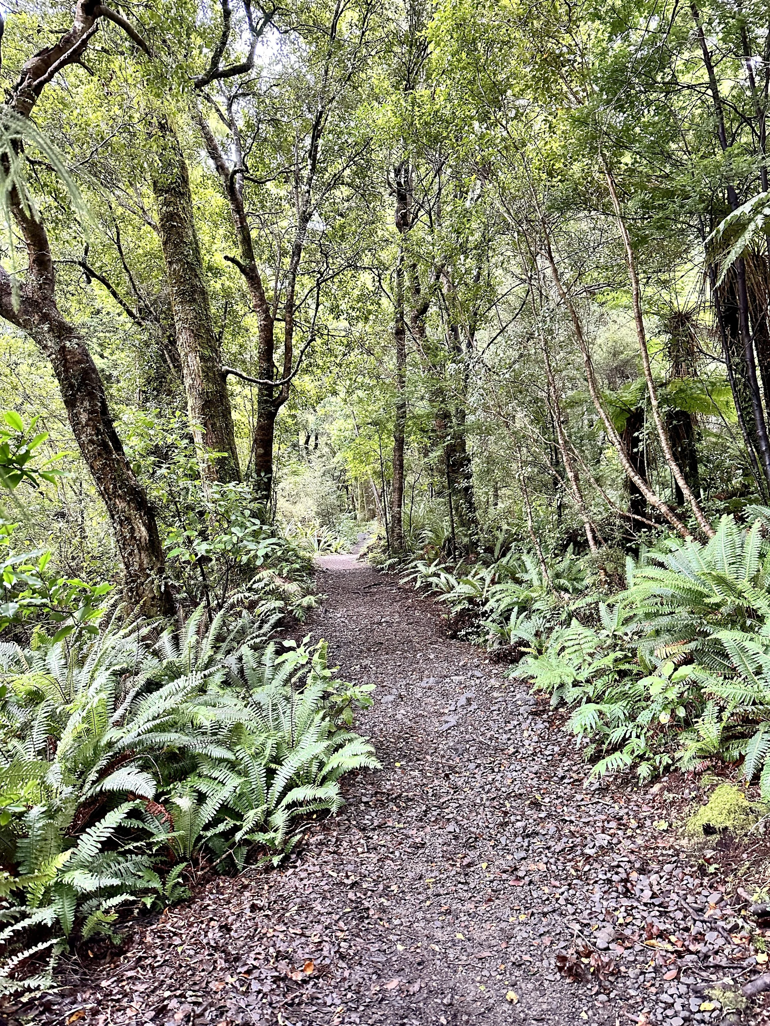Waiorongomai Valley trail, Kaimai Forest