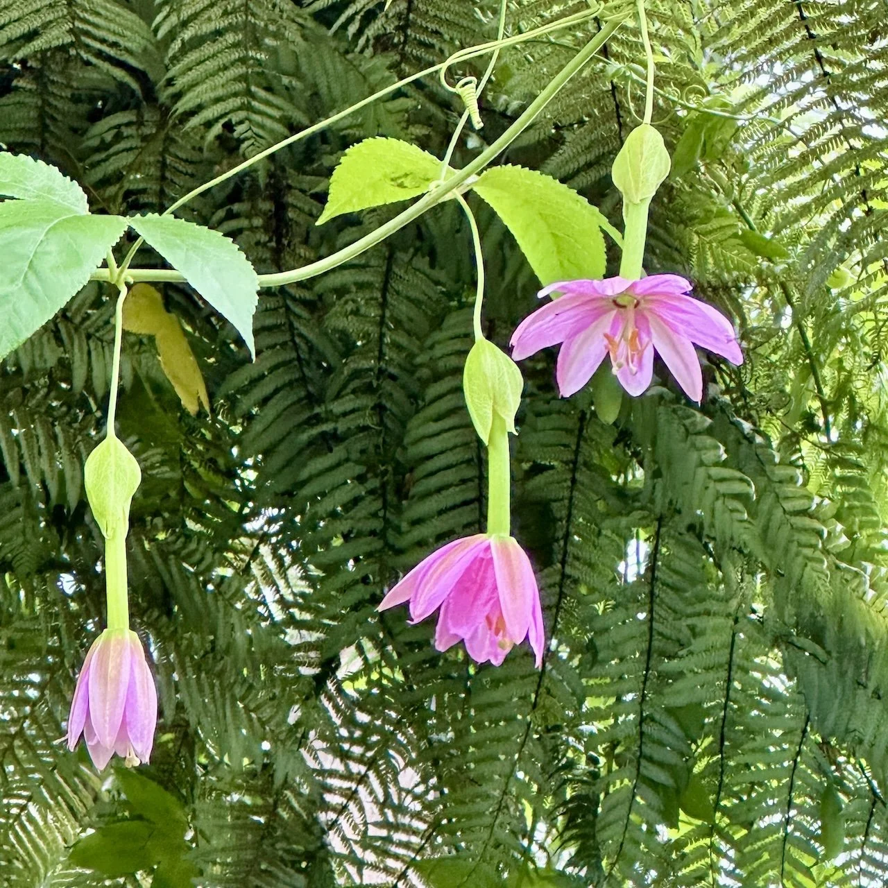 Banana passion fruit vine flowers