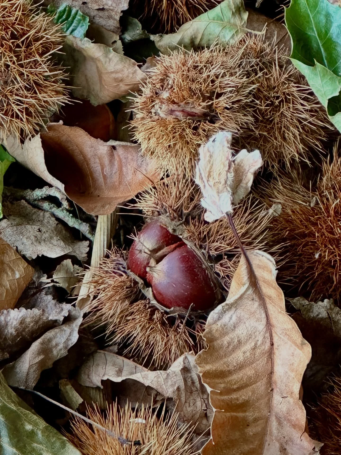 I may have got slightly carried away with the chestnuts this week 🍂🌰 

Two 20 litre buckets later&hellip; and two hours of roasting and peeling has humbled me 😆  But this is the beauty of autumn, slowing down, working with your hands, and making t