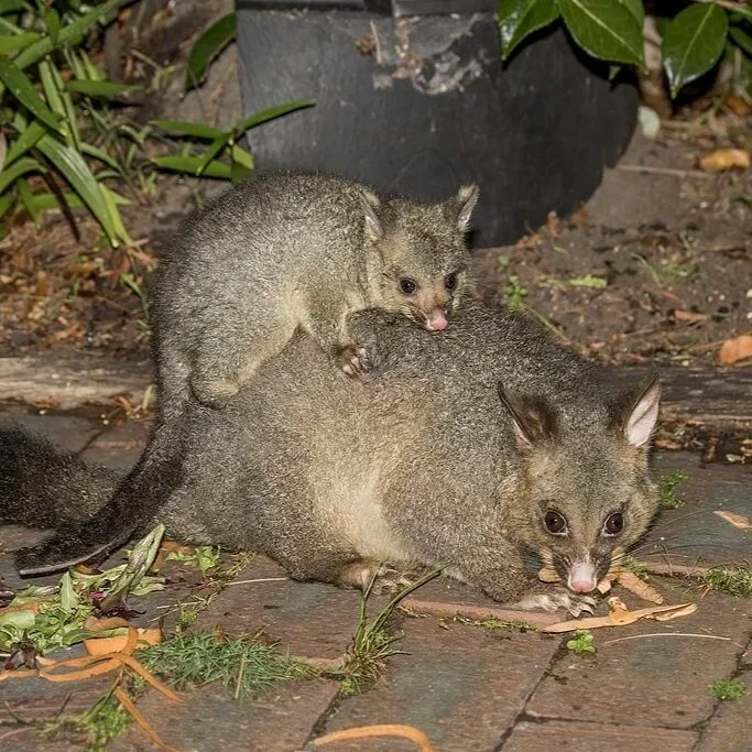 Australian brush tail possum
