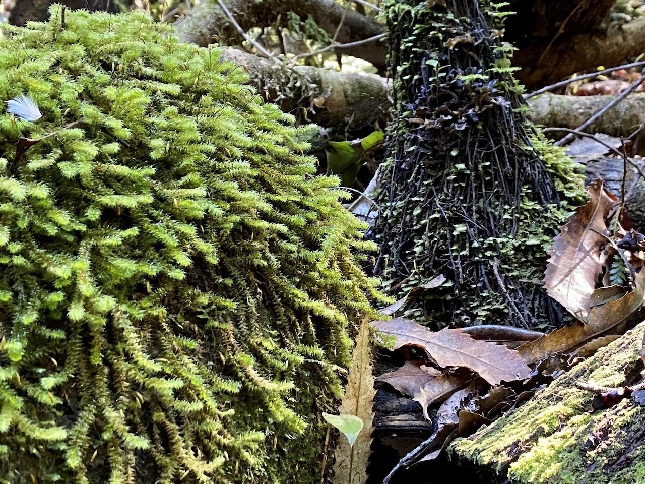 Ancient moss, Lake Ōkataina forest floor