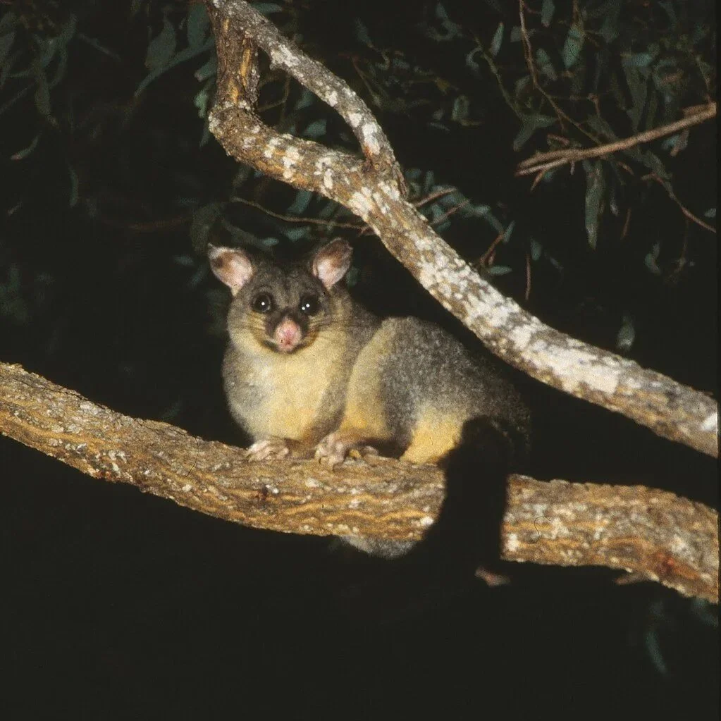Common brush tail possum