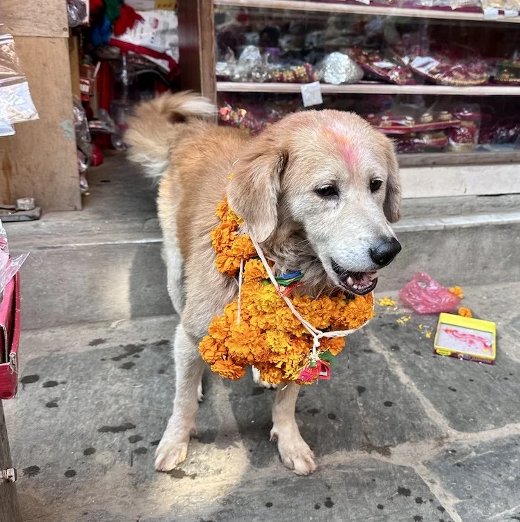 A dog wearing a marigold garland for Tihar, Nepal's Festival of Lights
