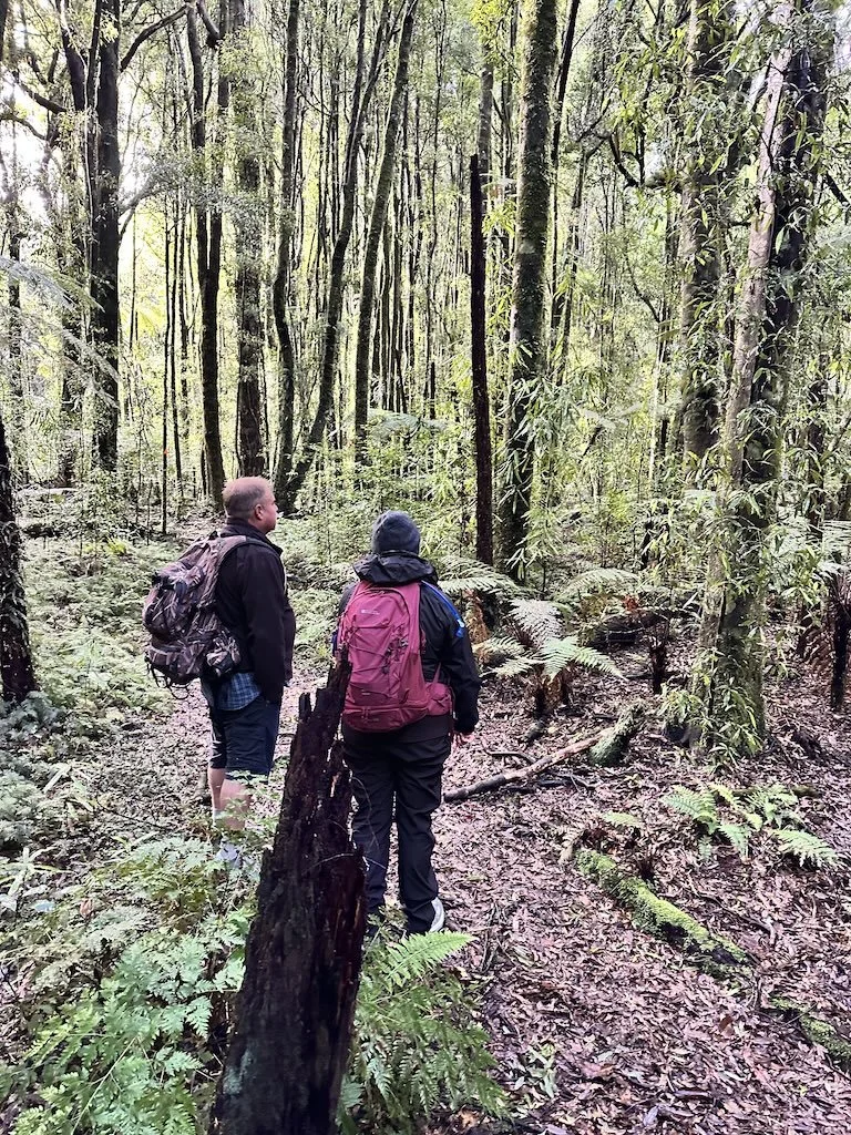 Regenerated bush along the Anaha Track, Ōkataina Trails