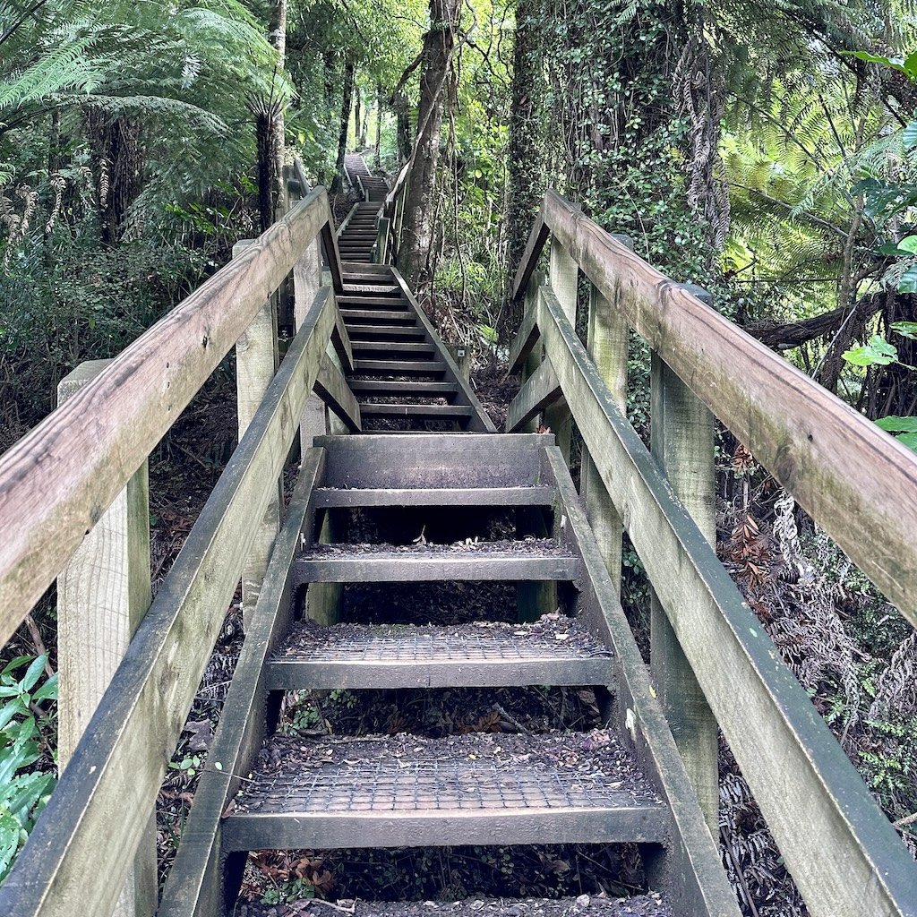 Steps leading into the forest in the Hakarimata Scenic Reserve