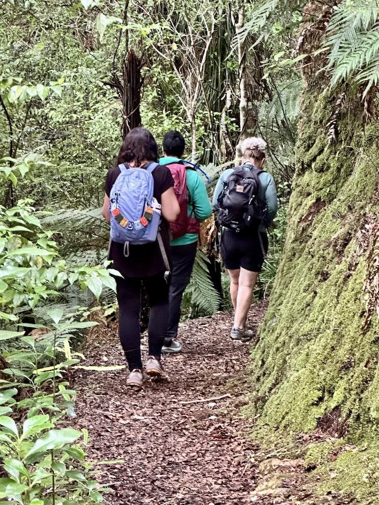 Into the forest. Kauaeranga Valley, Coromandel